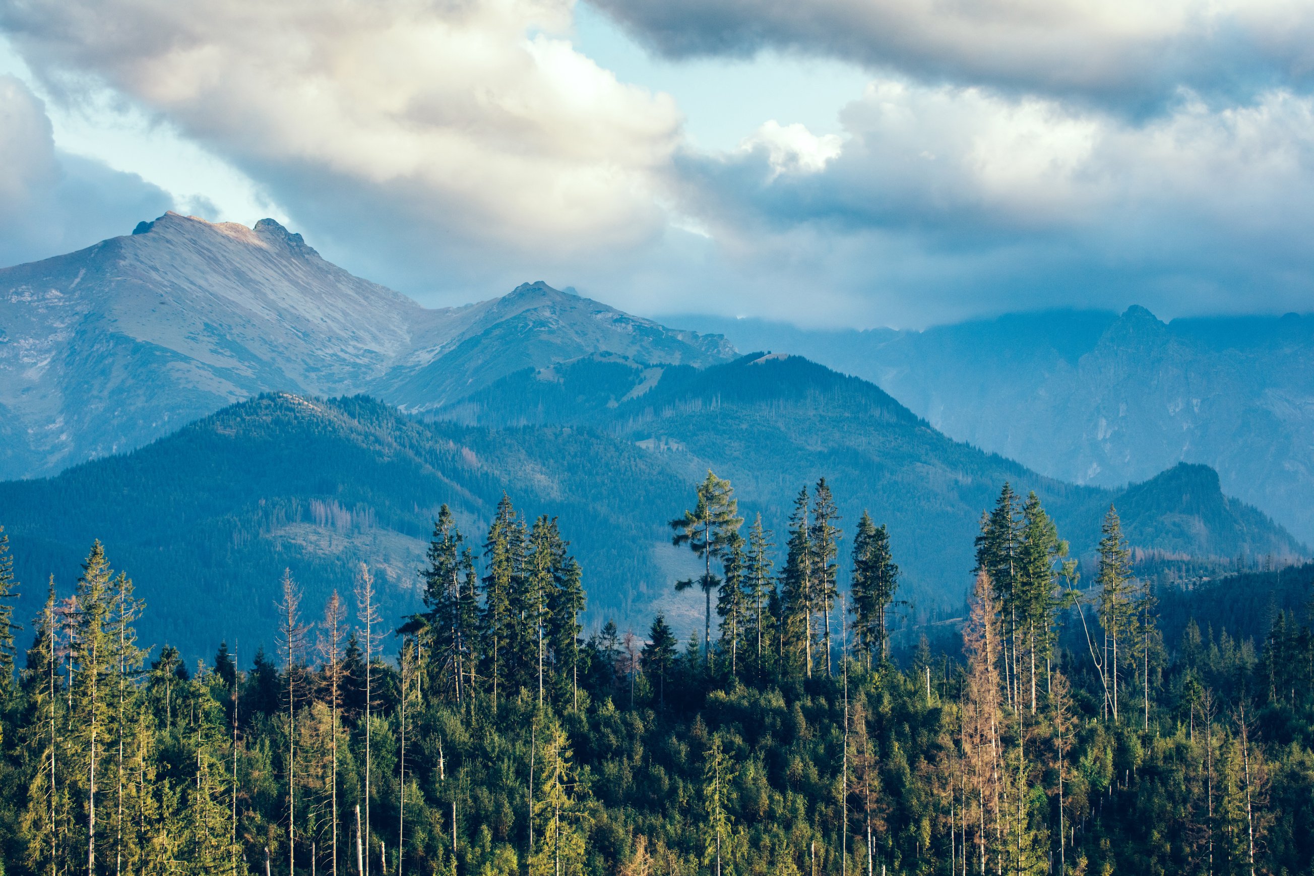 Forest and Mountains